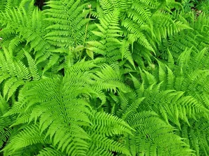 Discover the Secret History of Ferns: Prehistoric Survivors That Dominated the World Long Before Dinosaurs and Their Modern Evolution - image 0