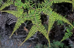 Discover the Secret History of Ferns: Prehistoric Survivors That Dominated the World Long Before Dinosaurs and Their Modern Evolution - image 8