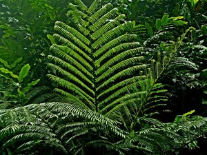 Discover the Secret History of Ferns: Prehistoric Survivors That Dominated the World Long Before Dinosaurs and Their Modern Evolution - image 1