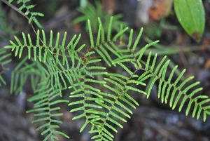 Discover the Secret History of Ferns: Prehistoric Survivors That Dominated the World Long Before Dinosaurs and Their Modern Evolution - image 3