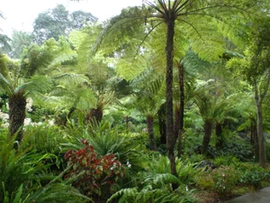 Discover the Secret History of Ferns: Prehistoric Survivors That Dominated the World Long Before Dinosaurs and Their Modern Evolution - image 4