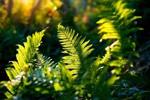 Discover the Secret History of Ferns: Prehistoric Survivors That Dominated the World Long Before Dinosaurs and Their Modern Evolution - image 7
