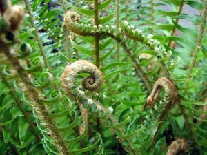Discover the Secret History of Ferns: Prehistoric Survivors That Dominated the World Long Before Dinosaurs and Their Modern Evolution - image 2