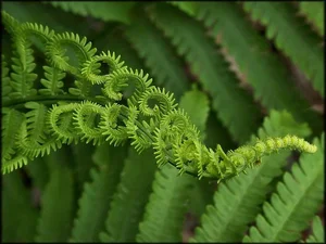 Discover the Secret History of Ferns: Prehistoric Survivors That Dominated the World Long Before Dinosaurs and Their Modern Evolution - image 5