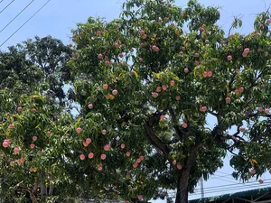 Discover the Most Beautiful Ancient Mango Tree in Vietnam - image 6