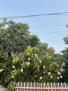 Discover the Most Beautiful Ancient Mango Tree in Vietnam - image 5