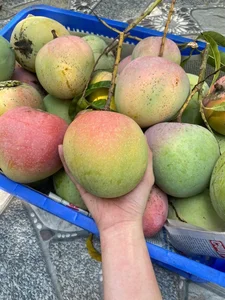 Discover the Most Beautiful Ancient Mango Tree in Vietnam - image 0