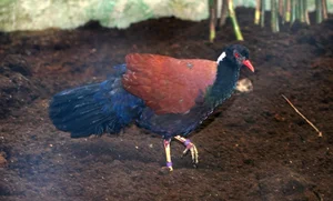 Miraculous Rediscovery: The Black-naped Pheasant-Pigeon Returns After 140 Years - image 3