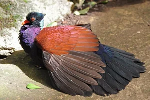 Miraculous Rediscovery: The Black-naped Pheasant-Pigeon Returns After 140 Years - image 2