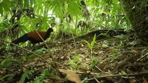 Miraculous Rediscovery: The Black-naped Pheasant-Pigeon Returns After 140 Years - image 1