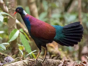 Miraculous Rediscovery: The Black-naped Pheasant-Pigeon Returns After 140 Years - image 4
