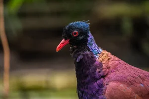 Miraculous Rediscovery: The Black-naped Pheasant-Pigeon Returns After 140 Years - image 6