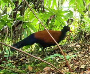 Miraculous Rediscovery: The Black-naped Pheasant-Pigeon Returns After 140 Years - image 0