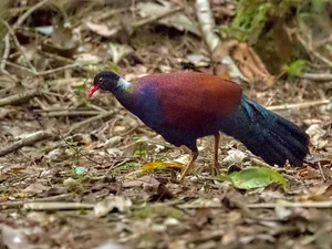 Miraculous Rediscovery: The Black-naped Pheasant-Pigeon Returns After 140 Years - image 5