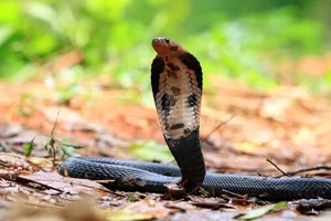 The Hidden Dangers of Animal Infestations in Vehicles: A Guide to Engine Protection - image 2