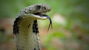 The Hidden Dangers of Animal Infestations in Vehicles: A Guide to Engine Protection - image 3