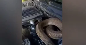 The Hidden Dangers of Animal Infestations in Vehicles: A Guide to Engine Protection - image 5