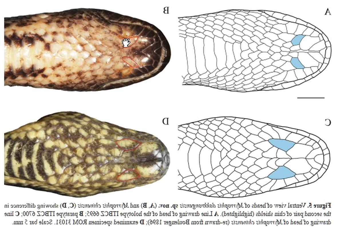 New Unique Snake Species Discovered Exclusively in Vietnam