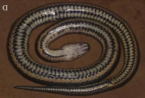 New Unique Snake Species Discovered Exclusively in Vietnam - image 1