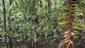 New Unique Snake Species Discovered Exclusively in Vietnam - image 3