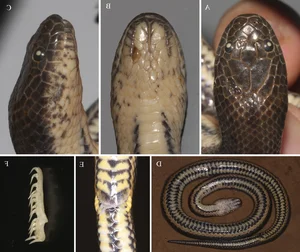 New Unique Snake Species Discovered Exclusively in Vietnam - image 5