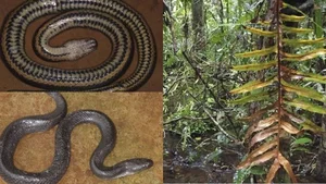New Unique Snake Species Discovered Exclusively in Vietnam - image 7