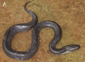 New Unique Snake Species Discovered Exclusively in Vietnam - image 6