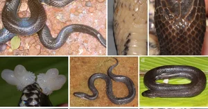 New Unique Snake Species Discovered Exclusively in Vietnam - image 2