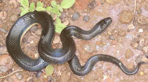 New Unique Snake Species Discovered Exclusively in Vietnam - image 4