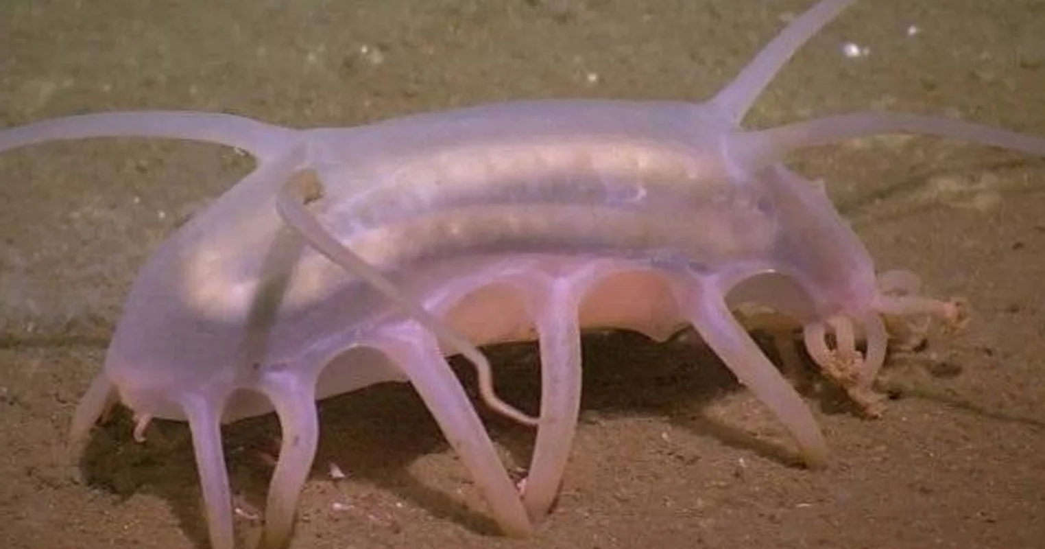 Nature's Oddities: Eight Animals with Bizarre and Haunting Appearances