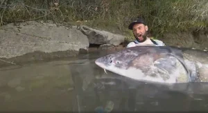 Angler Catches Massive 258kg Sturgeon in Viral Discovery - image 4