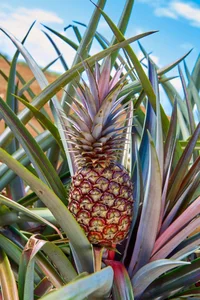 Luxury Harvest: Everything You Need to Know About the $400 Rare Pineapple - image 3