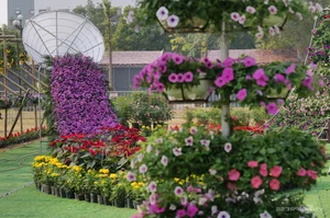 Northern Vietnam's Largest Flower Festival: 200 Tons of Blooms on Display - image 7