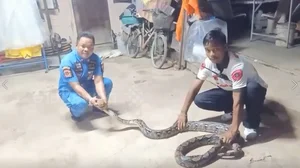 A Garden Encounter: Surviving an Unexpected Attack from the Wild - image 2
