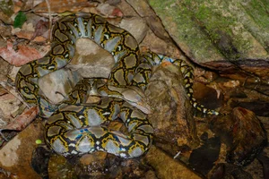 A Garden Encounter: Surviving an Unexpected Attack from the Wild - image 0