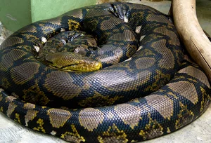 A Garden Encounter: Surviving an Unexpected Attack from the Wild - image 1