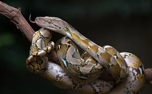 A Garden Encounter: Surviving an Unexpected Attack from the Wild - image 3