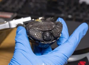 A Rare Miracle: 100-Year-Old Sea Turtle Gives Birth for the First Time - image 4