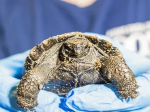 A Rare Miracle: 100-Year-Old Sea Turtle Gives Birth for the First Time - image 0