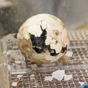 A Rare Miracle: 100-Year-Old Sea Turtle Gives Birth for the First Time - image 1