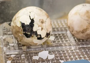 A Rare Miracle: 100-Year-Old Sea Turtle Gives Birth for the First Time - image 5