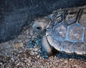A Rare Miracle: 100-Year-Old Sea Turtle Gives Birth for the First Time - image 6