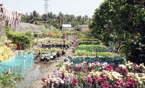 Fairytale Garden in Can Tho: Nguyen Thi Kim Ngan’s 1,500m2 Oasis - image 5
