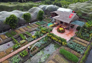 Fairytale Garden in Can Tho: Nguyen Thi Kim Ngan’s 1,500m2 Oasis - image 9