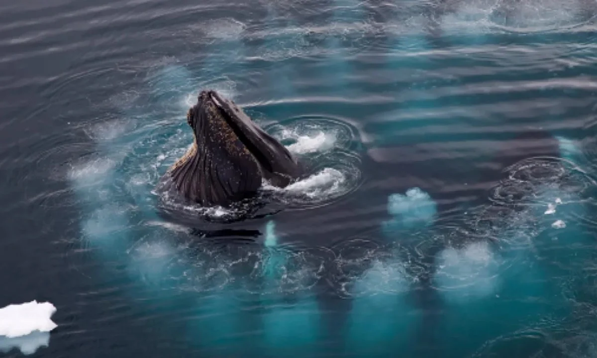 Extraordinary Hunting Techniques: How Animals Survive in the Wild