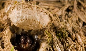 Extraordinary Hunting Techniques: How Animals Survive in the Wild - image 9