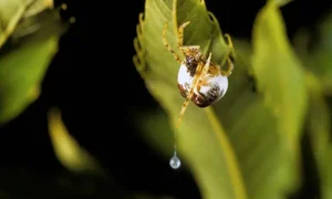 Extraordinary Hunting Techniques: How Animals Survive in the Wild - image 2