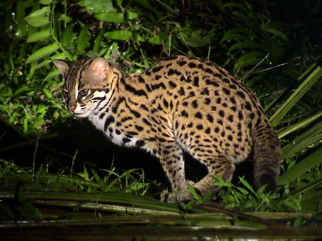 Rare Wildcat Rescued in Quang Binh Promotes Wildlife Conservation