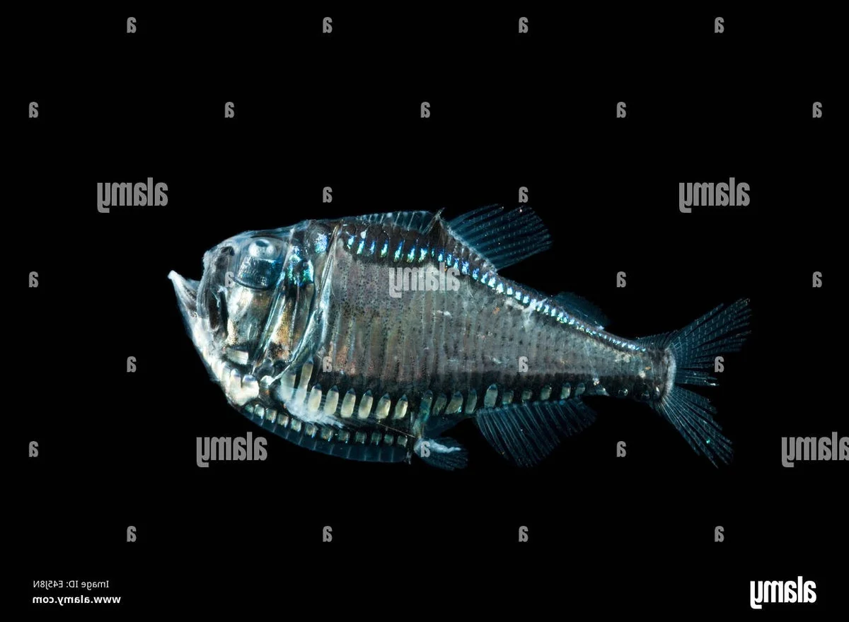 Discover the Mysterious Pacific Hatchetfish: A Deep-Sea Marvel with Bioluminescent Glow and Unique Hatchet-Shaped Body