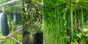 A Vietnamese Father’s Love: Bringing Home-Grown Freshness to the Family Table - image 3